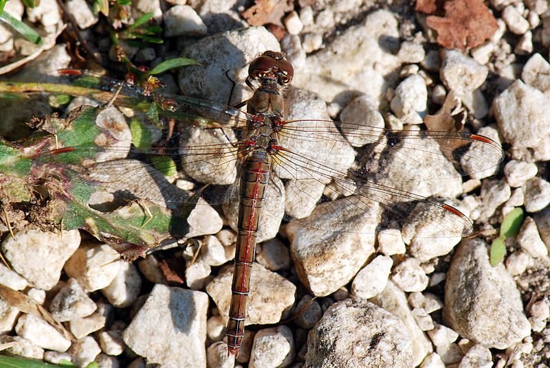 Sympetrum striolatum, femmina
